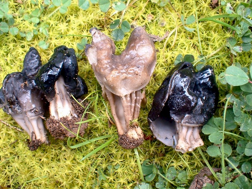 Escursione tra pino e leccio